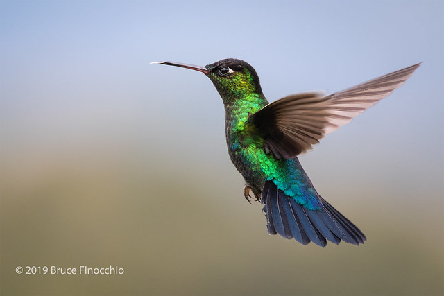 Male Fiery-throated Hummingbird Hovering With Tip Of Tongue Out