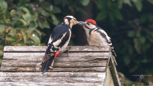 Great Spotted Woodpecker feeding it's chick..