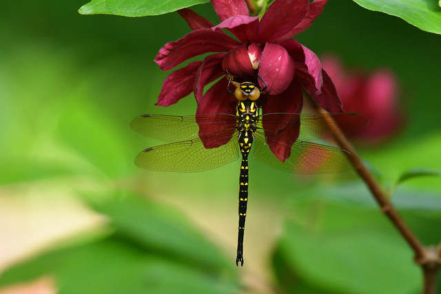 Dragonfly in my garden