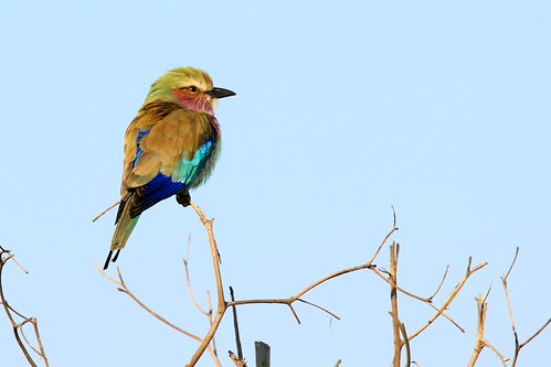 Lilac-breasted roller. | by peet-astn