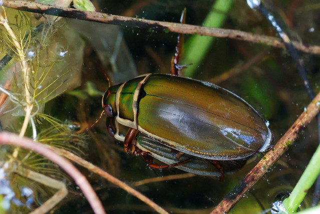 Great Diving Beetles Mating (33197)