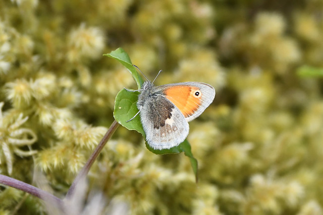 Small Heath butterfly at Heyshott Down