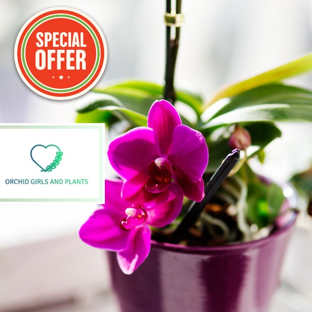 Decorated your garden with beautiful orchid plant and flowers  http://www.orchidgirls.com #Flower #Flowering_plant #Plant #moth_orchid #Flowerpot #Petal #Pink #Houseplant #Artificial_fl ower #Bouquet #Moth_Orchid #Font #Cut_flowers #Orchid #Begonia #Plant