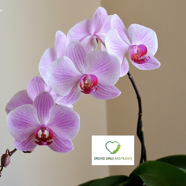 Decorated your garden with beautiful orchid plant and flowers  http://www.orchidgirls.com #Flower #Flowering_plant #Plant #moth_orchid #Flowerpot #Petal #Pink #Houseplant #Artificial_fl ower #Bouquet #Moth_Orchid #Font #Cut_flowers #Orchid #Begonia #Plant