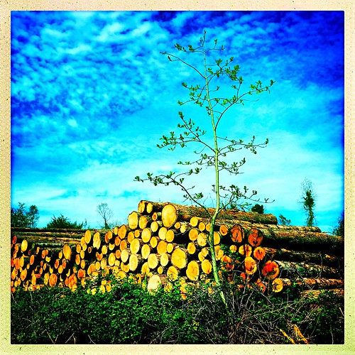 100xthe2019edition 100x2019 image61100 trees wood timber logs squareformat hipstamaticapp wexford ireland irish track woodland outdoor colourful htmt