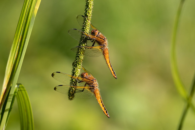 Scarce chasers