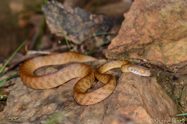 Juvenile Brown Tree Snake (Boiga irregularis)