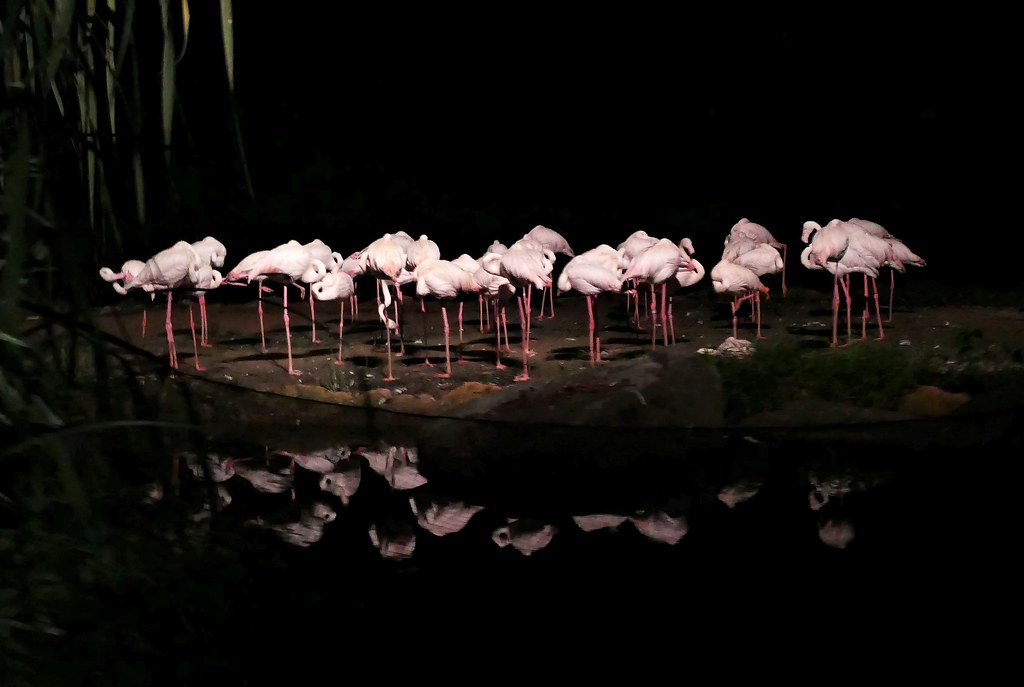 Flamingos on the night safari at Singapore Zoo. Lumix DMC FZ1000. P1060190.