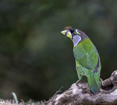 20190427-1DX22919 by siddharthx, Fire-tufted Barbet

The fire-tufted barbet (Psilopogon pyrolophus) is a species of bird in the Asian