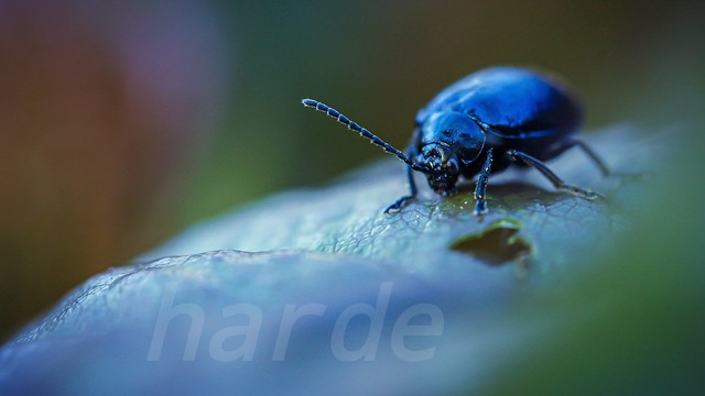Blauer Käfer/Blue bug