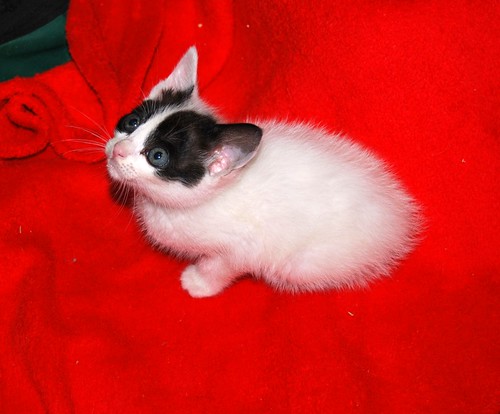 Rosalía, gatita monísima blanca con toques negros nacida en Abril´19, en adopción. Valencia. ADOPTADA. 47957302251_78efb48905