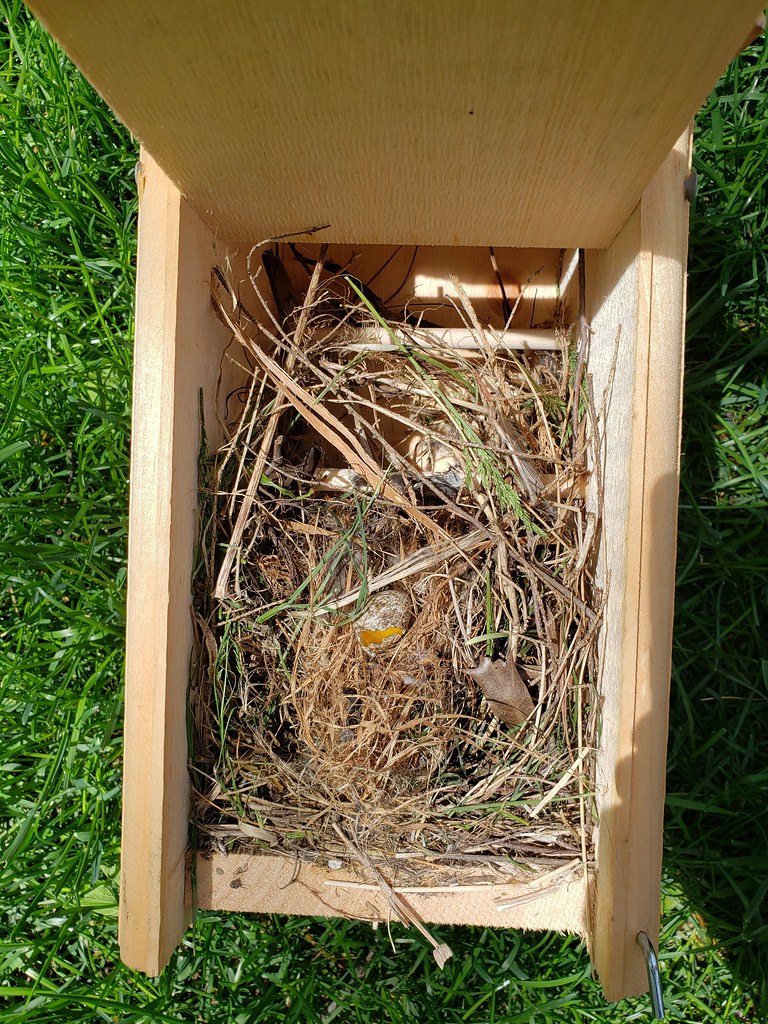 052219-house sparrow nest-2