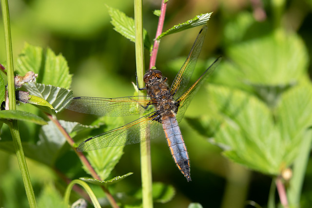 Scarce chaser #3 of 5