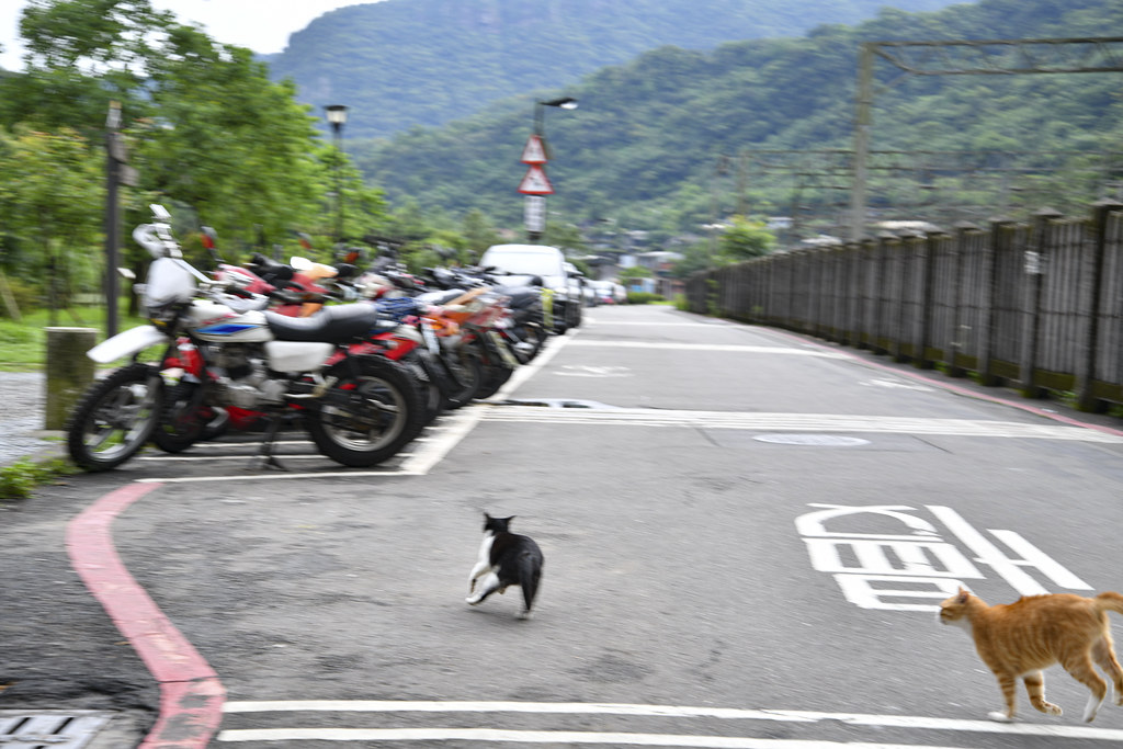 Houtong TAIWAN Cat Village