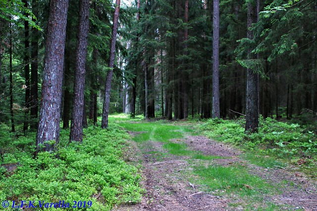 bosque em Vilseck