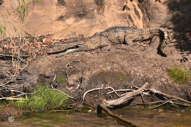 Freshwater Crocodile (Crocodylus johnstoni).