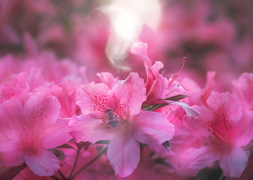 azaleas canon georgia spring bee bokeh bumblebee color dreamy floral flowers insect light nature petals soft sunset warm midway doubleexposure