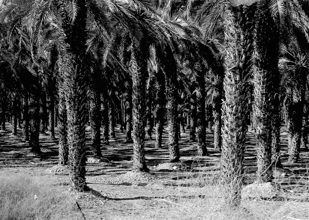Date Palm Plantation | January 8, 2019 - Date Palm Plantatio… | Flickr