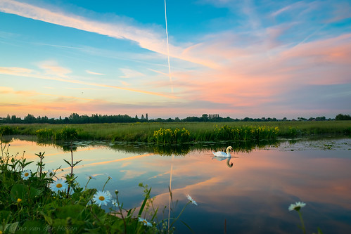 sunset water reflections swan holland polder landscape evening