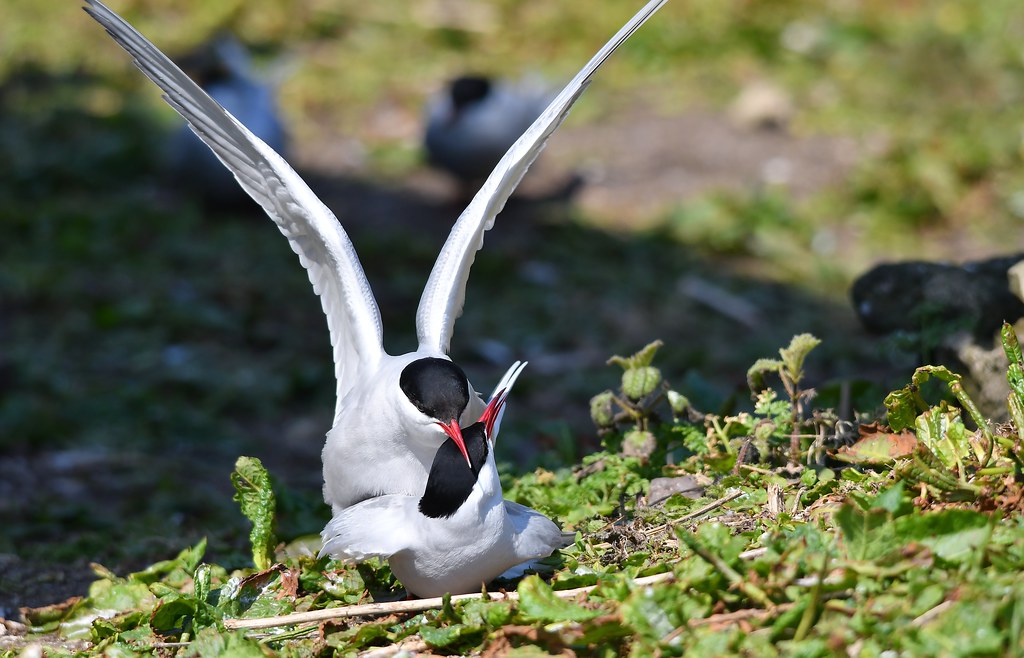 Arctic Terns -  mating/nesting time on Inner Farne Island (The Farne Islands)