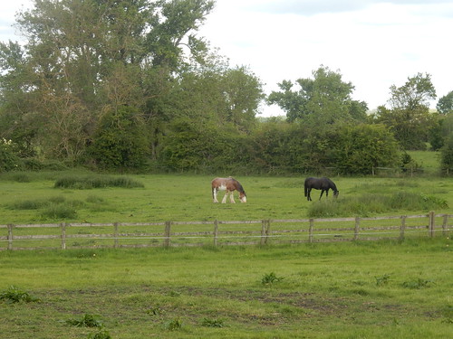 Horses in a field Cholsey to Goring 