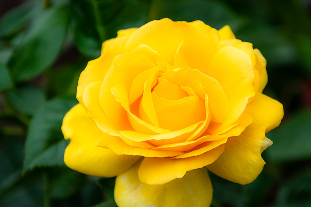 Spring Blooms at the Richmond Rose Garden