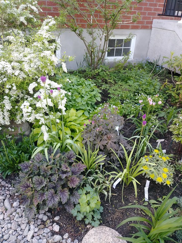 Mon petit jardin de banlieue (Lavandula 2019) - Page 6 47961978557_1de972be32_c