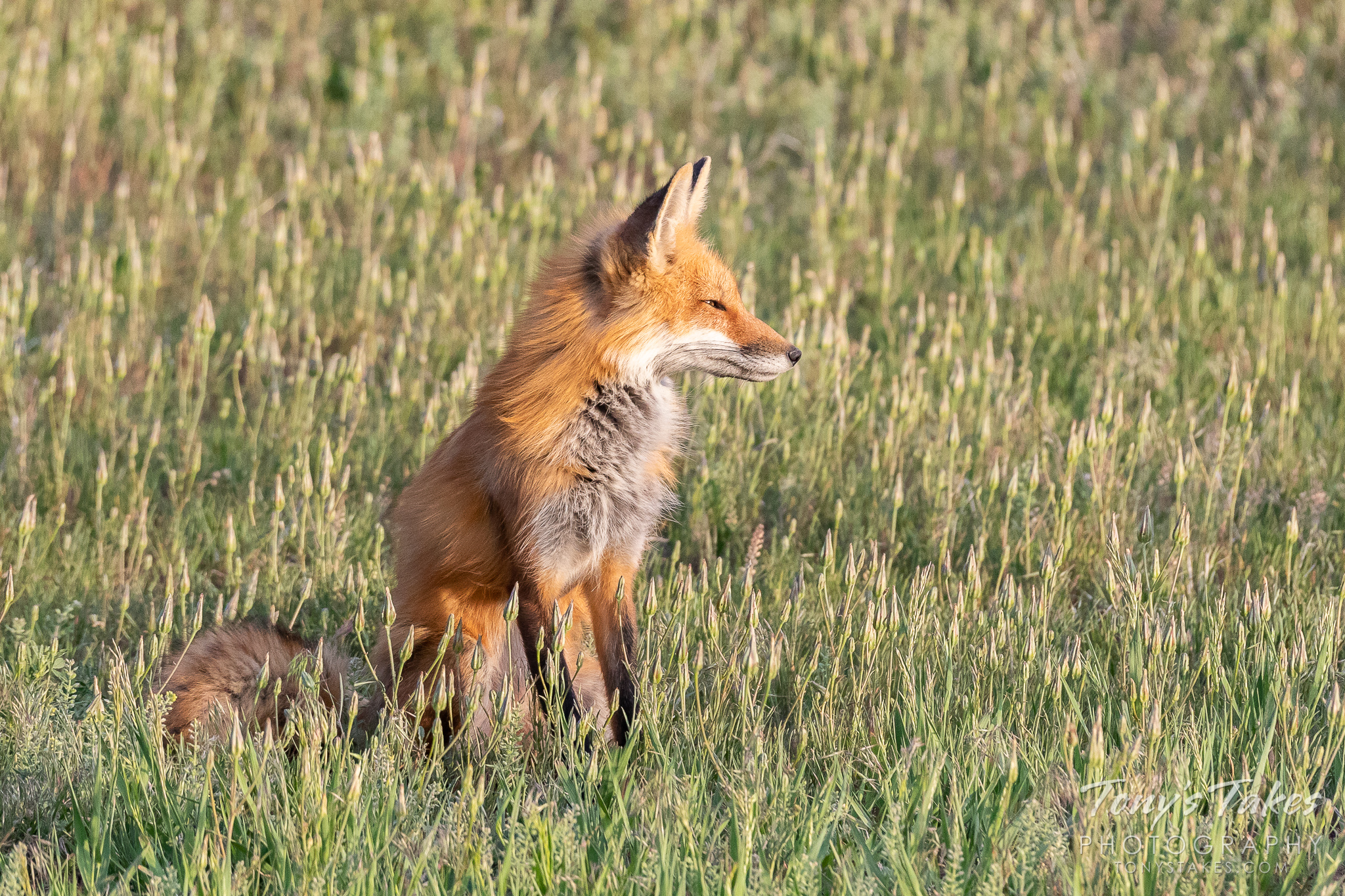 Red fox vixen soaks in the evening sun