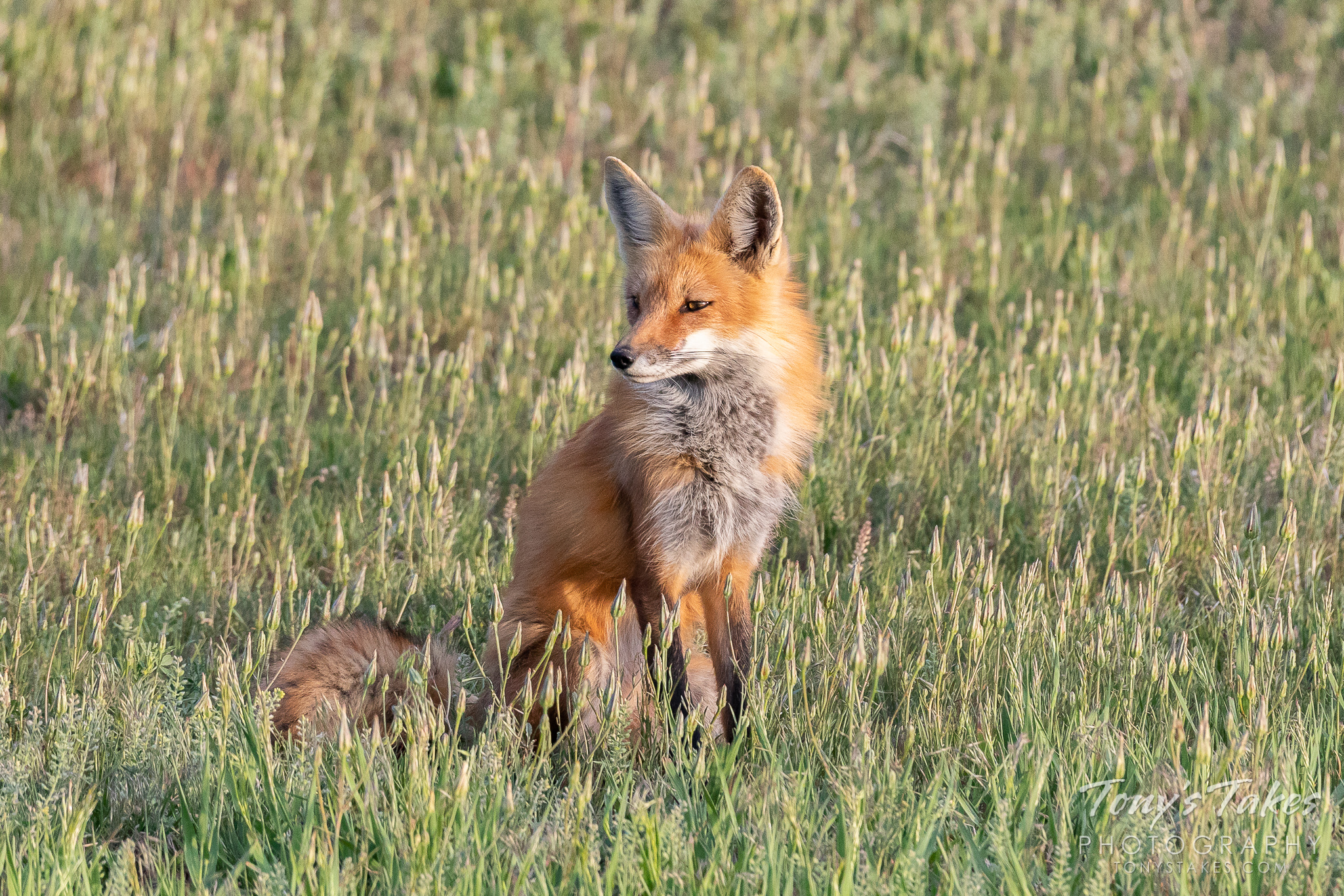Red fox enjoying a quiet evening in the sun