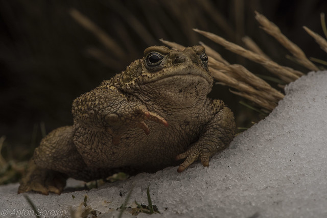 Snow Toad