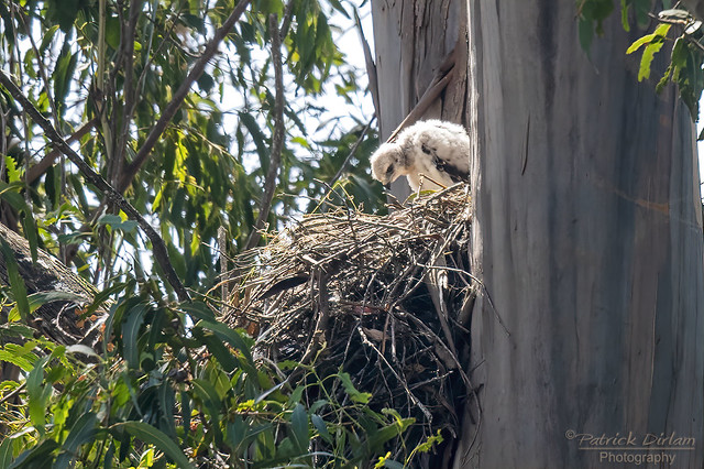 Red-tailed Hawk nestling