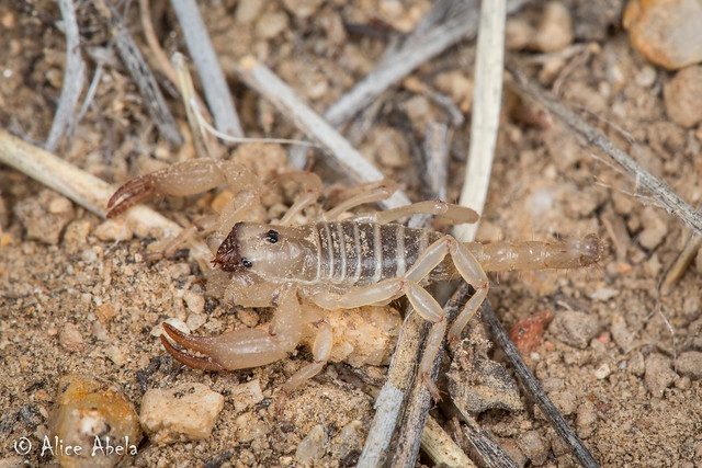 Scorpion (Anuroctonus phaiodactylus) - Small juvenile