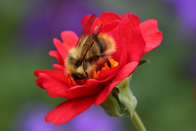 Mixed Bumblebee
