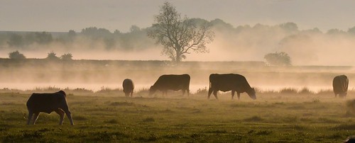 ©allrightsreserved vista mist meadow tree outside fog landscapes outdoor cow sky landscape panarama grass field cows dawn farm