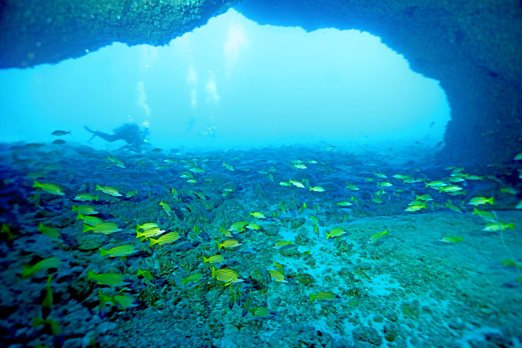 在東沙環礁的「藍洞」底部30公尺處，往深水區可看到巨大洞口寬超過10公尺，有成群四線笛鯛常住在此。圖片提供：鄭明修。