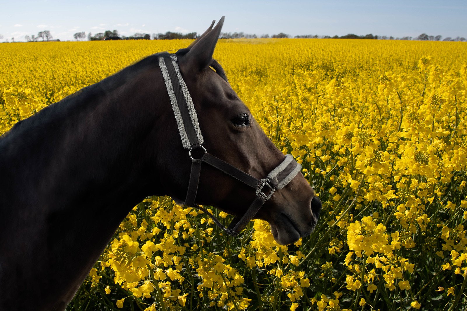 Yellow mustard fields horse view.jpg