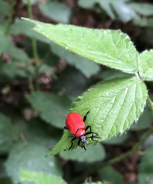 Red-headed Cardinal Beetle, Croham Hurst Woods