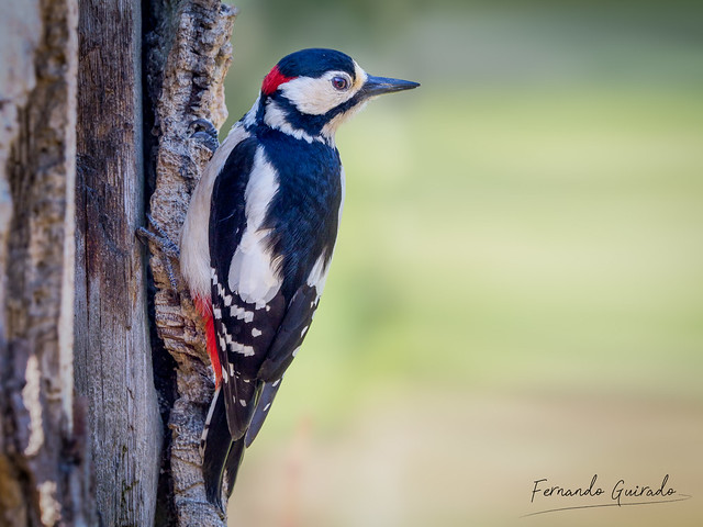 Pico picapinos - Picot garser gros - Great spotted woodpecker