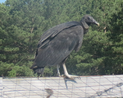 vulture3