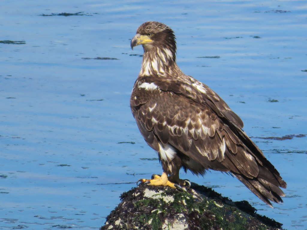 Eagle at the beach in Comox