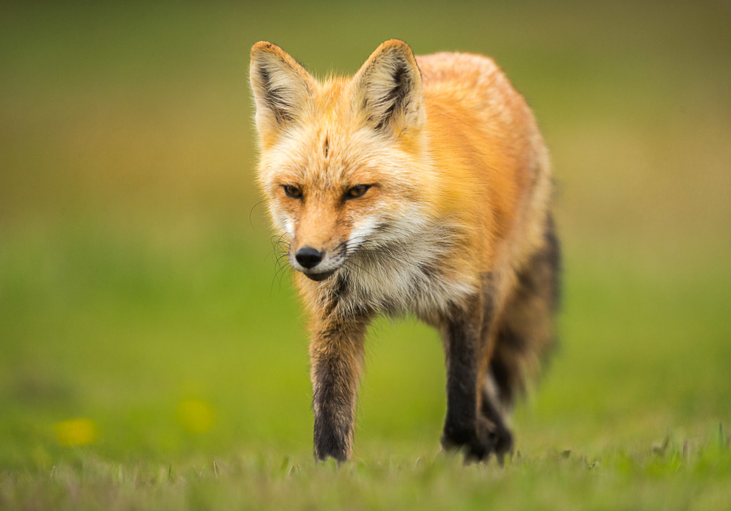 IMG_1444-2 Female Fox 