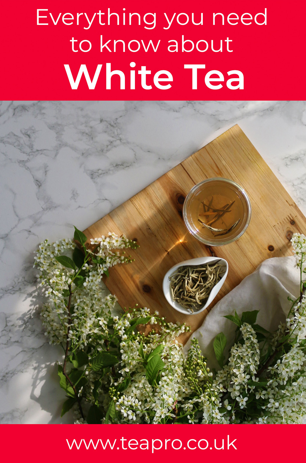 Everything You Need to Know about White Tea by Teapro