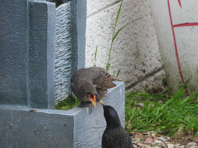 Juvenile Starling getting fed