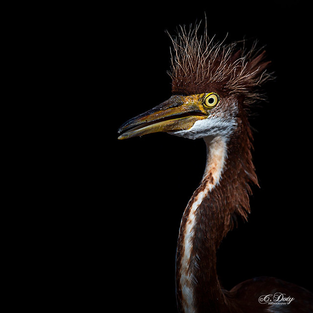 Portrait of a Young Heron