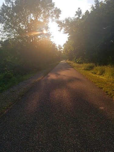 trees sun sunset sunshine asphalt concrete biketrail trail walking evening dusk