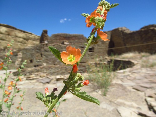 A globemallow flower in the courtyard of Pueblo Bonito in Chaco Culture National Historical Park, New Mexico