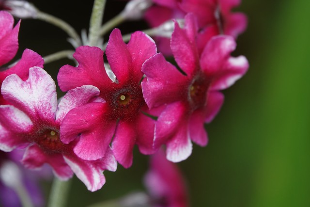 Candelabra primrose