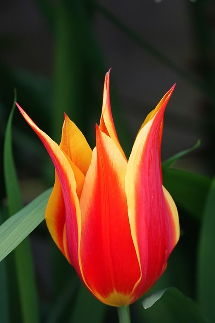 Lily flowered tulip