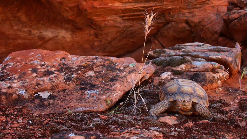 Mojave desert tortoise (Gopherus agassizii)