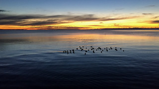Dawn Seagulls